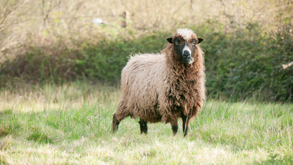 Oveja marrón en pradera de campo