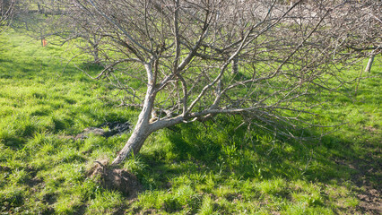 Arbol caído y arrancado del suelo