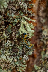 Vertical shot of a Caterpillar