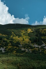 Rocky mountains covered with green trees in summer