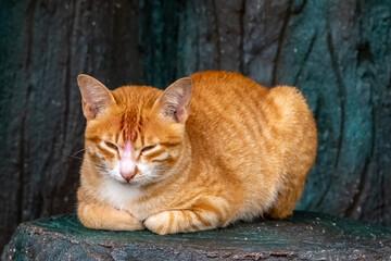Close up orange cat looking to the camera laying down sleeping