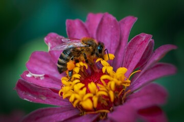 Macro shot of a cute bee on a pink flower isolated on a blurred background