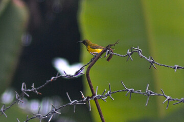 small bird in the wild, with natural blur background.