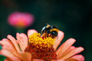 Macro shot of a cute bumblebee on a flower isolated on a blurred background