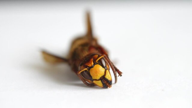 HD of a European hornet (Vespa crabro)