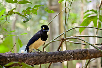Selective focus of a cyanocorax jay standing on a branch of a tree in a jungle in Brazil