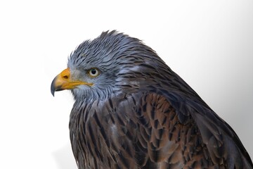 Closuep of a Red Kite on a white background