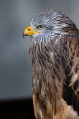 Vertical closeup of a gorgeous Red Kite on a gray background