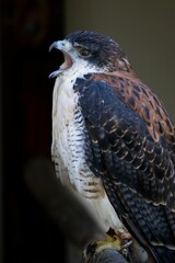 Vertical shot of Redback Buzzard bird with beak opened against blur background