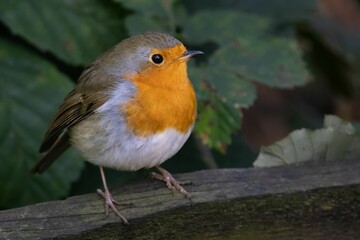 Closeup shot of robin bird standing on wood and green leaves behind it