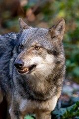 Naklejka na ściany i meble Vertical shot of an angry wolf against blur background