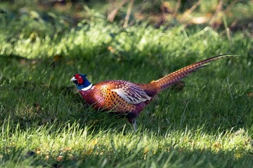 Pheasant on the grass against blur background