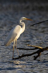 Vertical shot of a Witte Reiger standing on a branch over the lake against blur background