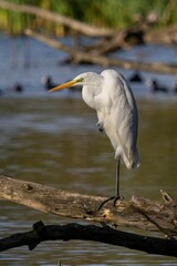Vertical shot of a Witte Reiger standing on a branch over the lake against blur background