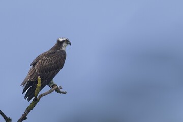 Beautiful shot of osprey perched on branch against blue sky