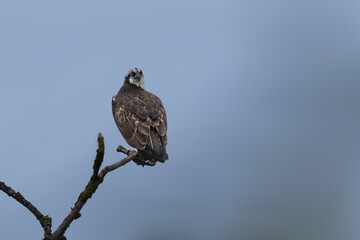 Beautiful shot of osprey perched on branch against blue sky