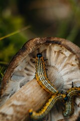Vertical closeup shot of a Yellow-necked caterpillar standing on a mushroom