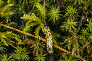 Closeup shot of a Yellow-necked caterpillar standing on a branch in the wild