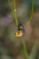 Vertical closeup shot of a Yellow-necked caterpillar standing on a branch in the wild