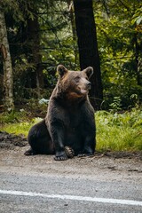 Vertical shot of a wild brown bear sitting by the side of the road