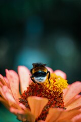Vertical closeup shot of a bee collecting nectar from a flower found in the wild