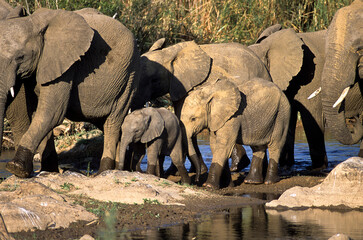 Herd of Elephant, (Loxodonta africana) in Kruger National Park, Mpumalanga, South Africa, Africa