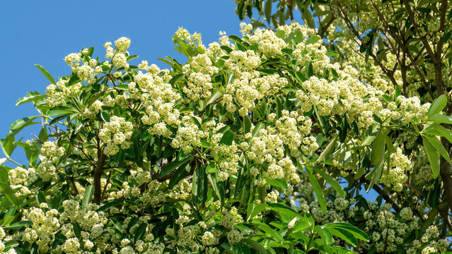 Close-up of white cheesewood flower on a blue sky background.