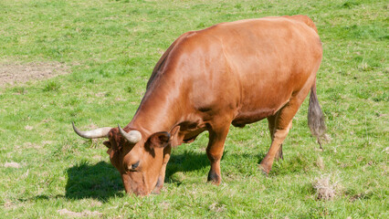 Toro marrón en pradera de hierba verde