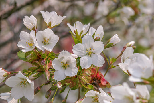 「五弁の花」の写真素材 | 146件の無料イラスト画像 | Adobe Stock
