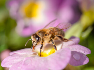 Biene leckt Wasser auf Blume