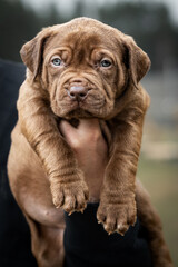 brown puppy