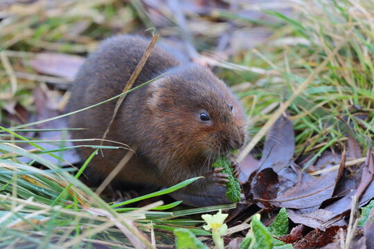 Close up image of a Water Vole in a natural environment. Middlesbrough, England, UK.