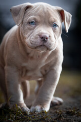 Fototapeta premium american bully puppy