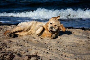 Hund wälzt sich im Sand