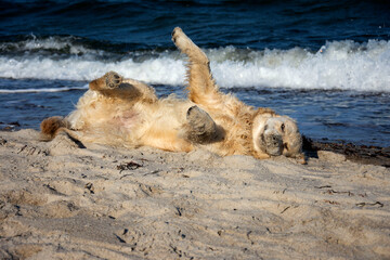 Golden Retriever hat Spa&szlig;