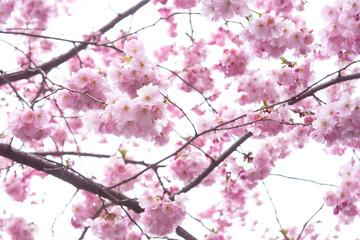 Selective focus of beautiful branches of pink Cherry blossoms on the tree under blue sky, Beautiful Sakura flowers during spring season in the park, Flora pattern texture, Nature floral background.