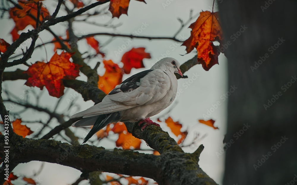 Sticker Portrait of pigeon sat on a branch in a tree amongst autumn leaves with grey skies