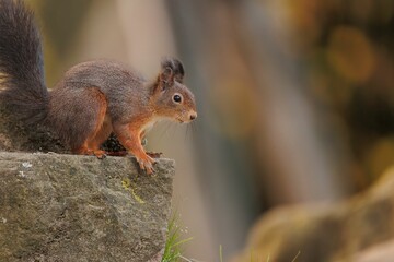 Brown squirrel on the ground with a blurry background