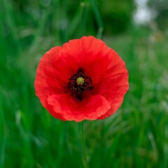 Beautiful closeup of a poppy in the green field