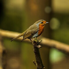 Shallow focus shot of a Red-breast Robin bird perched on a tree twig