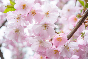 Selective focus of beautiful branches of pink Cherry blossoms on the tree under blue sky, Beautiful Sakura flowers during spring season in the park, Flora pattern texture, Nature floral background.