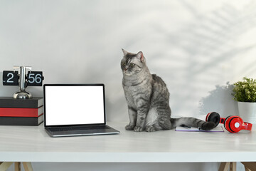 Adorable tabby cat sitting on white table near laptop, headphone and potted plant. Blank screen for...