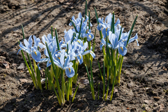 Pastel blue flowers of Iris reticulata of the 'Blue Planet' variety (Dwarf growing Iris) in the garden