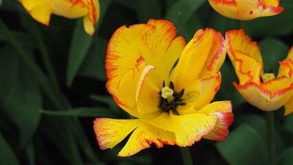 Tulpen und Blumen am Keukenhof in den Niederlanden