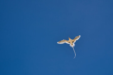 Endemic white-tailed tropic bird of Seychelles, flying, Mahe Seychelles 1