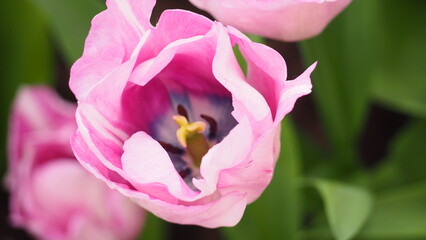 Fototapeta na wymiar Tulpen und Blumen am Keukenhof in den Niederlanden