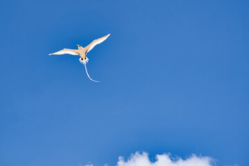 Endemic white-tailed tropic bird of Seychelles, flying, Mahe Seychelles 4