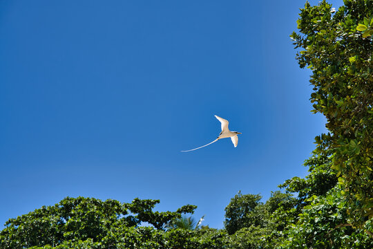Endemic white-tailed tropic bird of Seychelles, flying near the takamaka tree, Mahe Seychelles 3