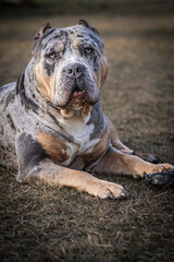 American Bully XL