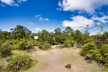 Fototapeta na wymiar Tea tavern walk, restoration area, ferns Mahe Seychelles